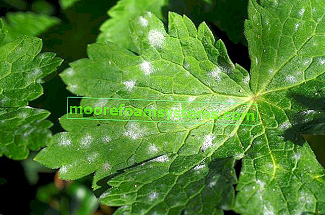 Praškasta plesen na listih in druge bolezni listavcev in bolezni iglavcev