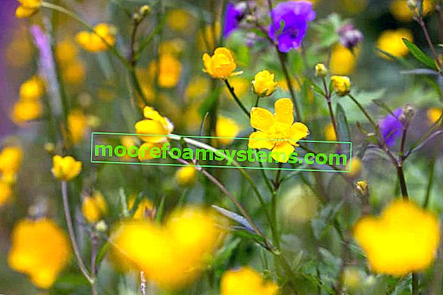 Ranuncolo velenoso a fioritura gialla, che cresce in siti fortemente macchiati o bagnati.  È una pianta velenosa