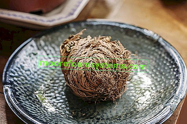 Selaginella ve formě sušeného ovoce, stejně jako jeho vlastnosti a použití