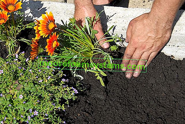 Cvet Gazanije - cena, sorte, setva, gojenje, oskrba in razmnoževanje 3