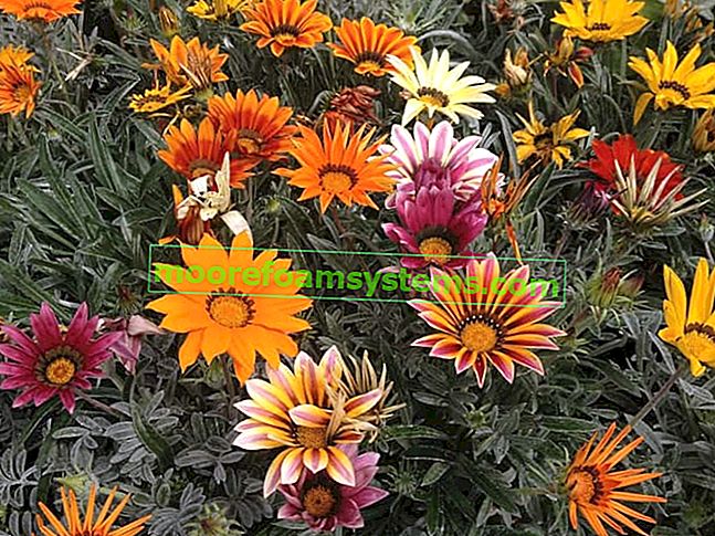 Cvijet Gazanije - cijena, sorte, sjetva, uzgoj, njega i razmnožavanje 2
