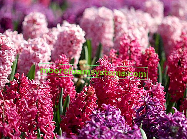 Hyacint v zahradě - odrůdy, požadavky, pěstování, péče, zalévání
