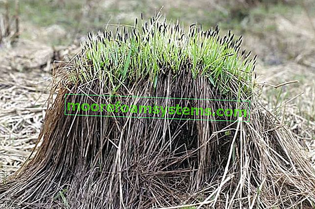 Sedge (carex nigra, carex fusca) - descrizione, varietà, coltivazione, suggerimenti