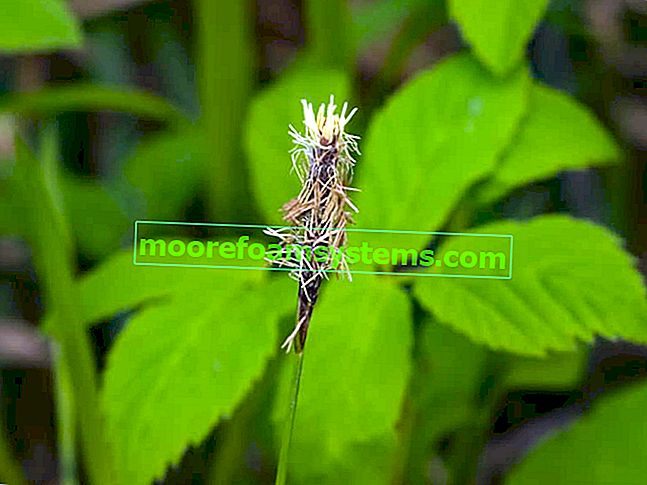 Ostřice (Carex nigra, Carex fusca) - popis, odrůdy, pěstování, tipy