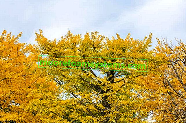 Желтые листья гинкго билоба