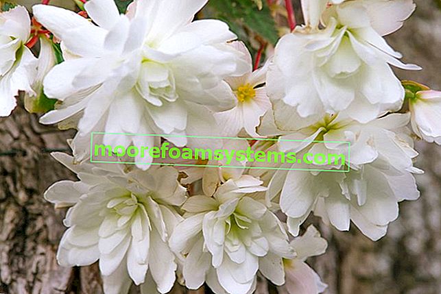Popularne sorte begonija - viseća (viseća) begonija, bijela, kraljevska, gomoljasta 2