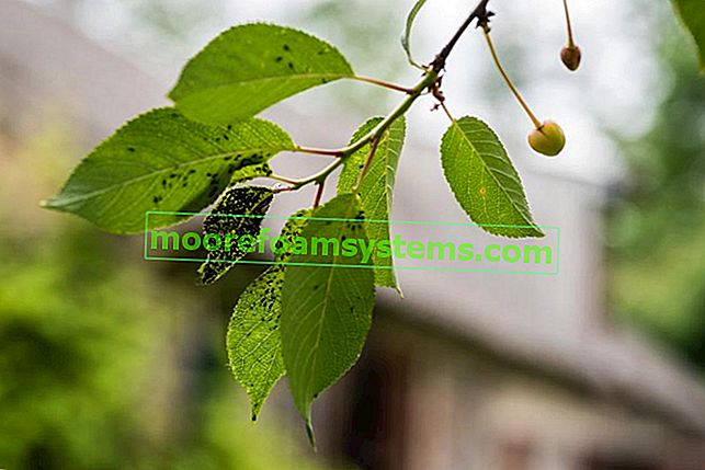 Blattläuse auf einem Blatt im Garten sowie Essig für Blattläuse und andere Hausmittel