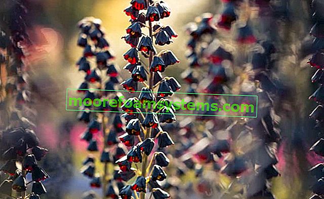 Perská šachovnice (Fritillaria persica) - výsadba, pěstování, péče