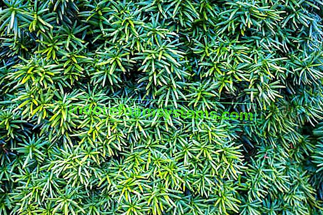 Japanische Eibe (Taxus cuspidata) - Sorten, Anbau, Pflege, Beratung