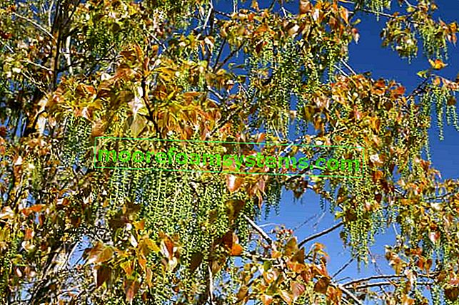 Канадска топола или populus canadensis в началото на есента и съвети за отглеждането й в Полша