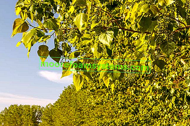 Topol kanadský nebo populus canadensis se zelenými listy a tipy, jak ho pěstovat v Polsku