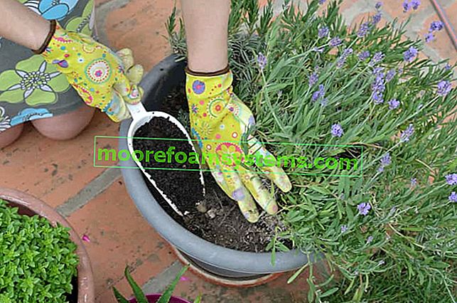 Sajenje sivke korak za korakom - roki, tla, presajanje, nasveti