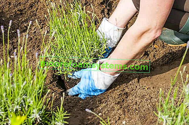 Schritt für Schritt Lavendel pflanzen - Fristen, Boden, Umpflanzen, Tipps