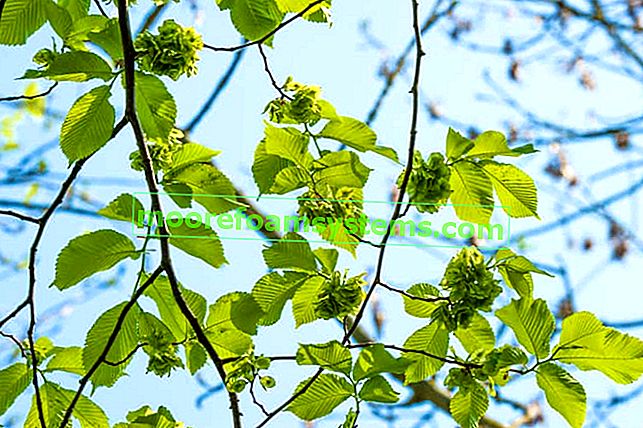 Englische Ulme (ulmus laevis) - Bewertungen, Pflanzen, Anbau, Pflege