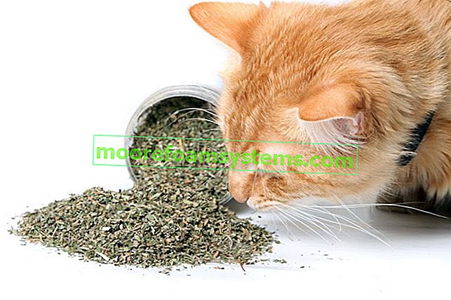 Zázvorová kočka vonící catnip