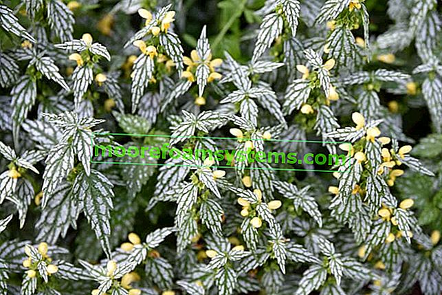 Jasnota gajowiec (Lamium galeobdolon) - pěstování, péče, požadavky