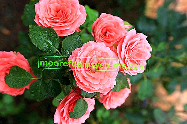 Rose Eden, Eden Rose virágok a virágzás, vagyis a termesztés és gondozás során