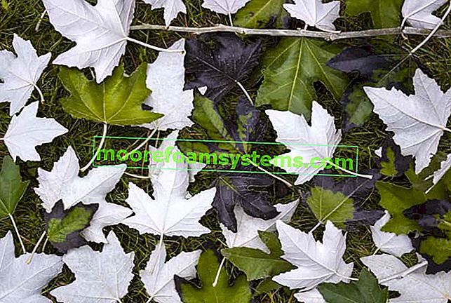 Topol bílý (Populus alba) - popis, výskyt, výsadba v zahradě, pěstování, tipy