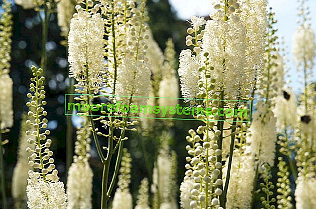 Черна буболечка, Cimicifuga racemosa и едър план на цветя, както и отглеждане и използване