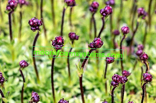 Arends saxifrage (Saxifraga x arendsii) - pěstování, péče, praktické rady