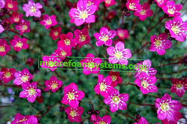 Arends saxifrage (Saxifraga x arendsii) - pěstování, péče, praktické rady