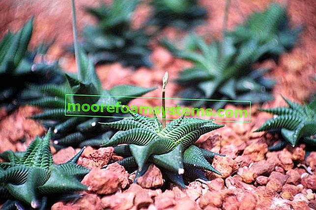 Haworsja truncata (Haworthia truncata) - pěstování, péče, zalévání 2