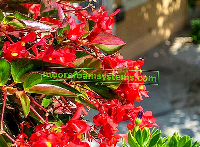 Begonia neustále kvete v zahradě