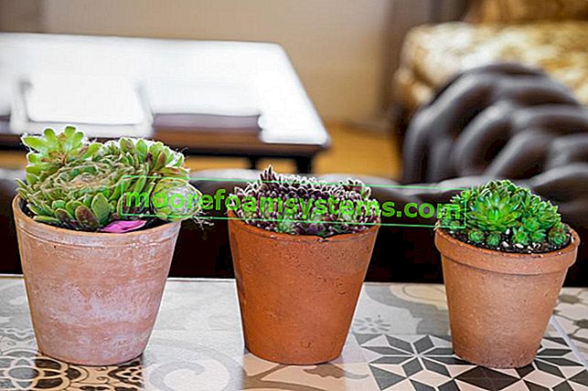 Cactus in vaso e substrato di cactus che devono fornire