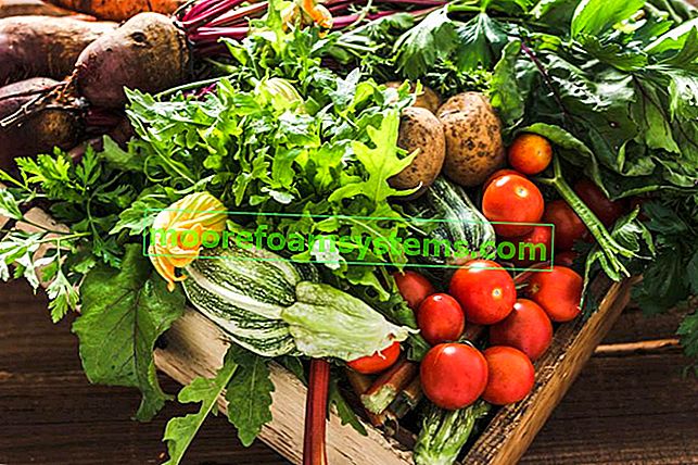Sklizeň zeleniny ze zahrady a rady, co je pro zeleninu na zahradě prospěšné
