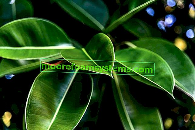 Zelené listy jarního fíkusu
