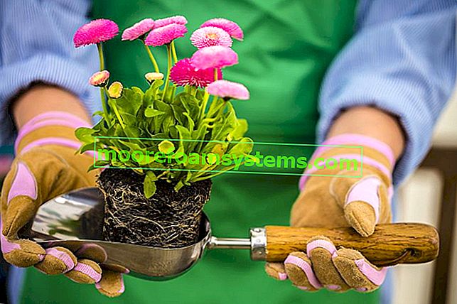 Sedmikrásky v domácnosti a na zahradě - pěstování, péče, požadavky, tipy 2