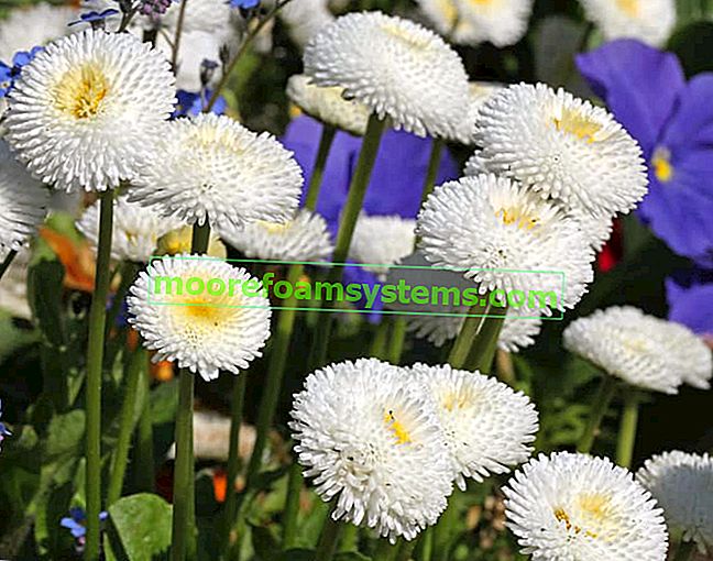 Bílé sedmikrásky během období květu