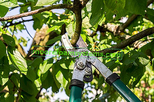 Tunderea pomilor fructiferi - când și cum să tai copacii?  3