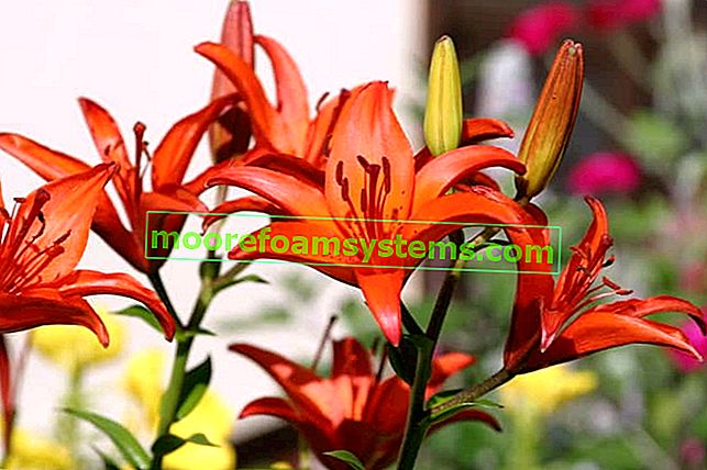 Lily asiatique - variétés, plantation, culture, soins