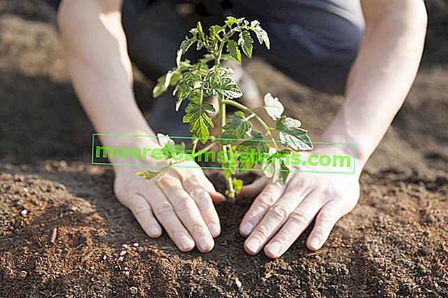 Paradicsom ültetése és termesztése - amit tudnia kell 3