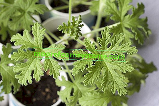 Geranium (angina) - gyógyító tulajdonságok, termesztés, érdekes tények