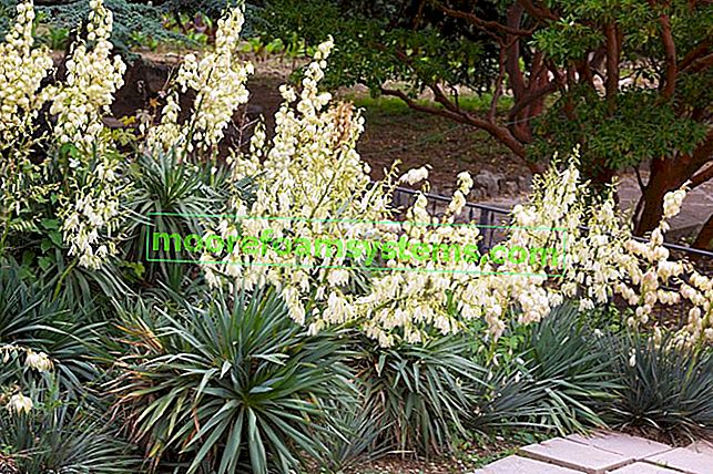 Градина юка - грижи, поливане и пресаждане на популярно стайно растение