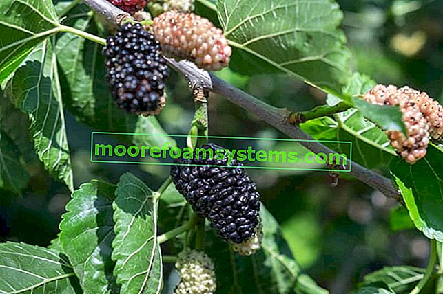 Plody moruše černé na stromě