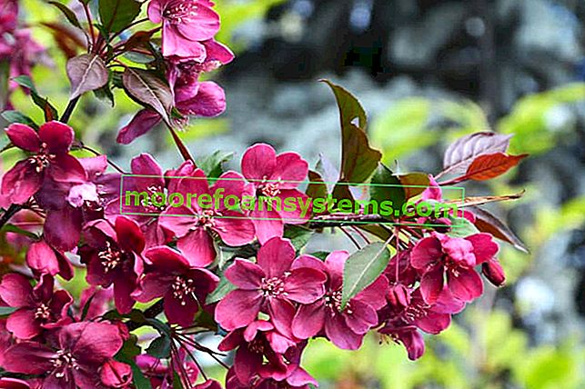 Райско ябълково дърво - отглеждане, грижи, популярни сортове красив храст 2