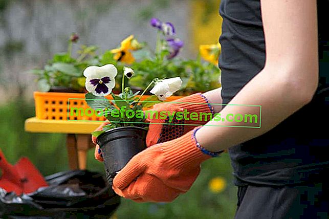 Stiefmütterchen im Garten - Sorten, Pflanzen, Anbau, Pflege
