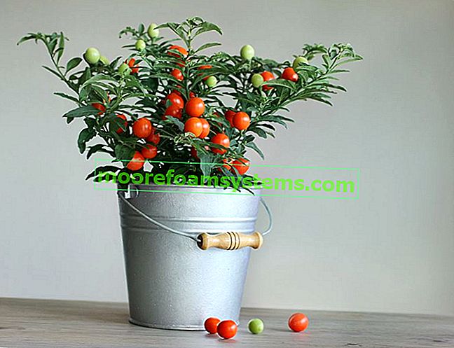 Jak samostatně pěstovat cherry rajčata doma nebo na balkóně?  2