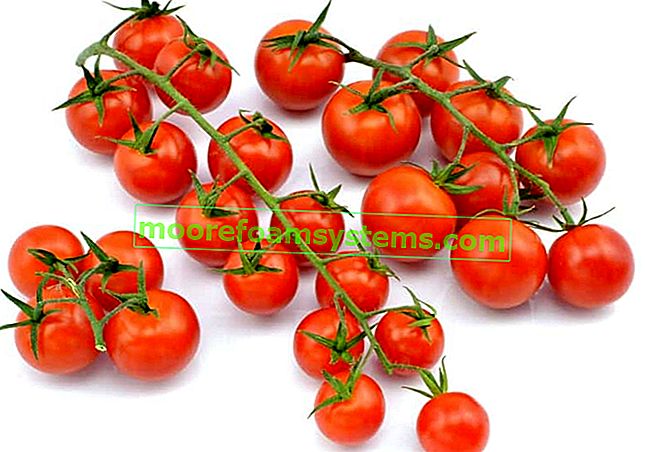 Jak samostatně pěstovat cherry rajčata doma nebo na balkóně?  3