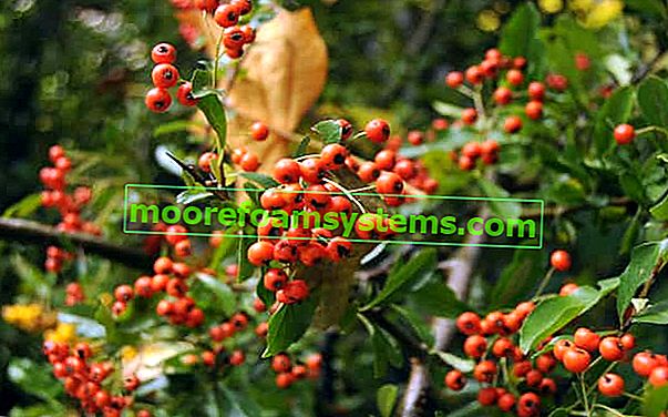 Firethorn scarlatto: semina, coltivazione, cura, taglio di un popolare arbusto ornamentale