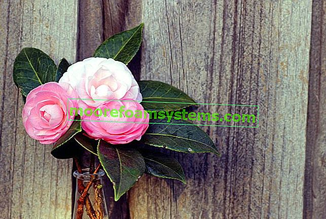 Camellia - Japonci a další - odrůdy, péče o keře, tipy 2