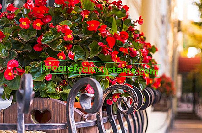 Eine Begonie, die während der Blüte hängt, ist eine großartige Möglichkeit, einen Balko und eine Terrassenpflanze zu dekorieren.  Ihre Pflege ist nicht die schwierigste.
