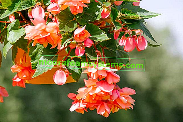 Begonia appesa durante la fioritura.  Non è difficile rispondere alla domanda su quando e come piantare la begonia e come sono la sua coltivazione e cura.