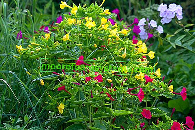 Jalapa ciudat - cum să plantezi, să crești și să ai grijă de această floare frumoasă?  2
