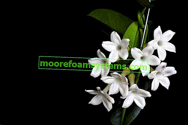 Букет Стефанотис - красиво домашно цвете - отглеждане, грижи, поливане