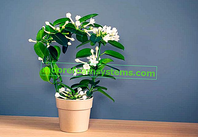 Букет Стефанотис - красиво домашно цвете - отглеждане, грижи, поливане