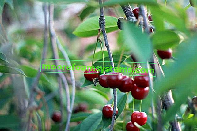 Cherry Łutówka - popis, výsadba, pěstování, péče, názory, tipy 2